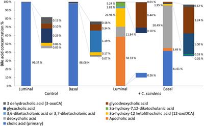 In vitro co-culture of Clostridium scindens with primary human colonic epithelium protects the epithelium against Staphylococcus aureus